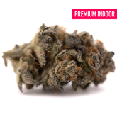Dense frosty Garlic OG Indoor THCa Flower with orange pistils and Afghani genetics